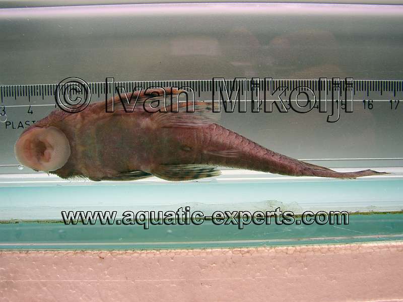 plecos home
